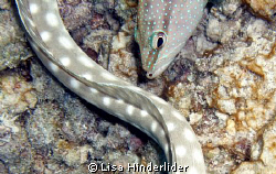 "Spot On!"   Coney & Sharptail eel cooperative hunting at... by Lisa Hinderlider 